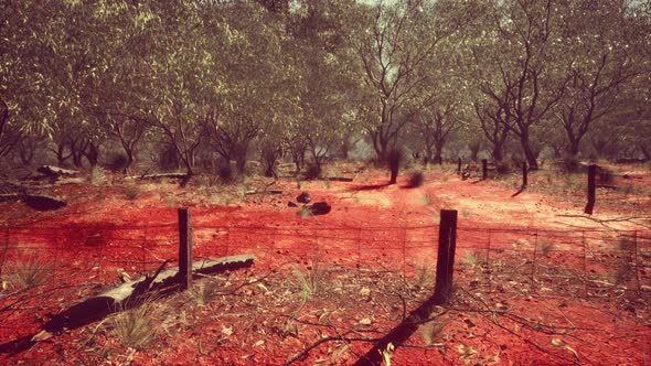 Dingoe Fence in the Australian Outback