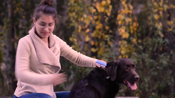 mistress combing a brown shed labrador in the yard