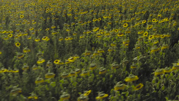 Spectacular tracking shot abundance of Sunflowers blossom in field