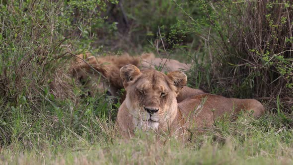 Male and Female Lions in Africa