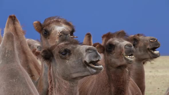 Bactrian Camels Portrait in Steppe