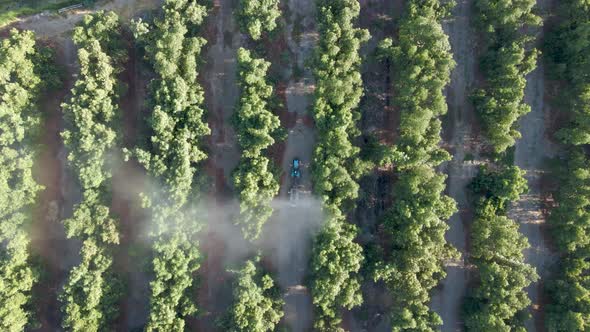 Aerial top down dolly in of tractor spraying pesticides on waru waru avocado plantations in a farm f