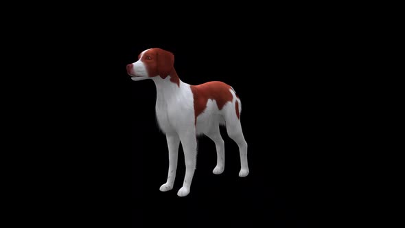 Brittany Dog Idle Front Side View