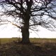 Oak Tree silhuette - VideoHive Item for Sale