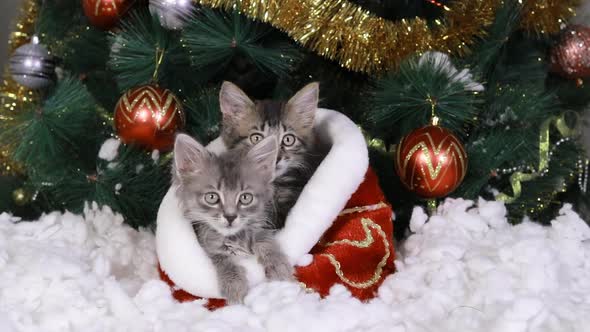Two Gray Kittens Sit Under the Christmas Tree