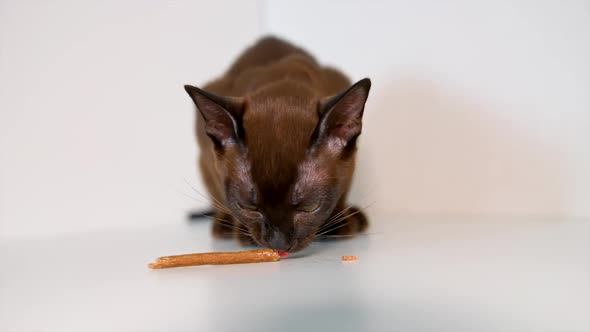 Cute little burmese kitten is eating pet stick. Healthy cat's meal. White background.