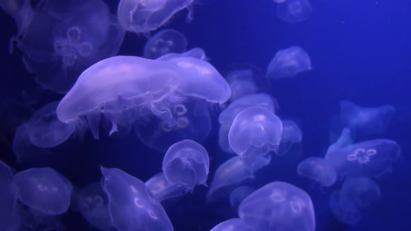 Slow Motion Moon Jellyfish