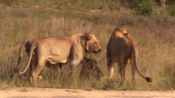 Male lion, next to others, makes flehmen grimace after smelling ground