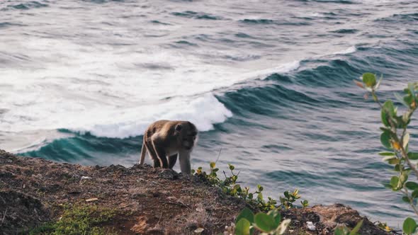 View on Big Ocean Waves at the Uluwatu Temple Pura Luhur Uluwatu at the Bali Island Indonesia