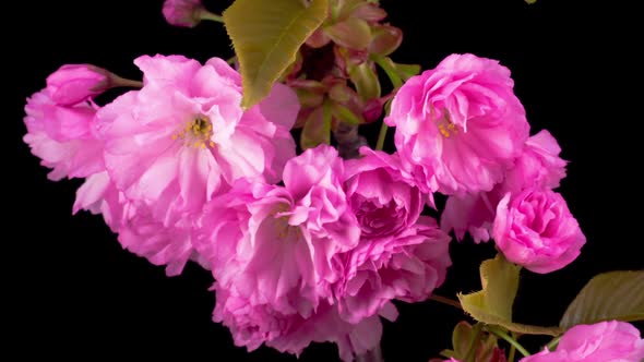 Pink Sakura Tree Flowers