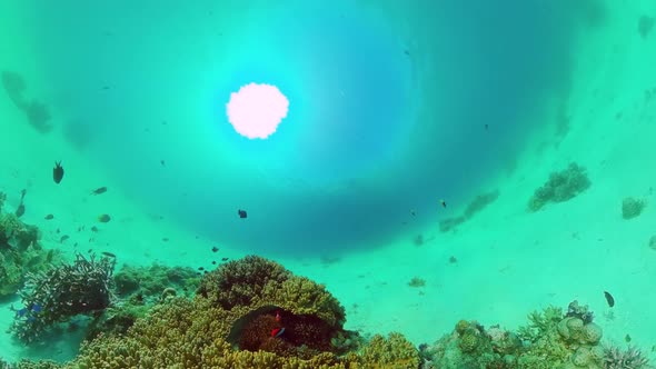 Coral Reef and Tropical Fish Underwater. Bohol, Panglao, Philippines