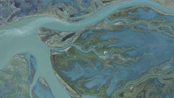 Aerial view of birds flock over Scheldt river ,The Netherlands.