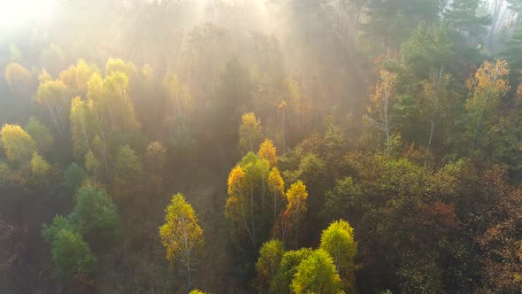 Mixed European Autumn Forest. Flying Over Beautiful Color Autumn Trees in Foggy Sunrise. Sun Rays