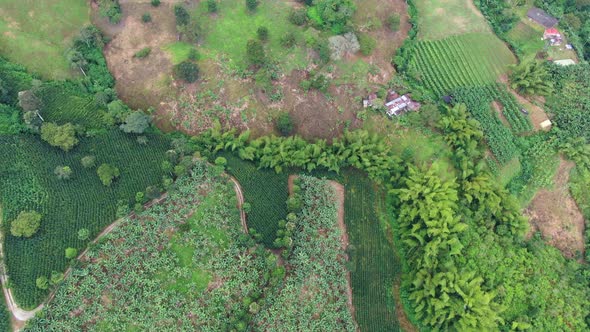 Banana and coffee plantations in the mountains of Colombia