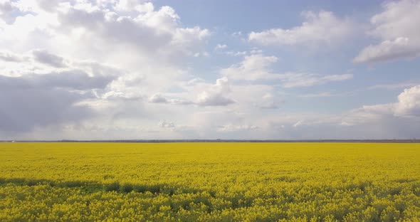 Fast Flight Over The Rapeseed Field Back, 4k