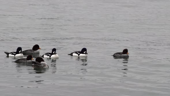 Flock Of Common Goldeneye Ducks Floating And Swimming On Water. - wide shot