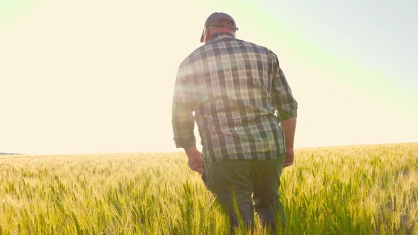 Anonymous Farmer Walking Through Wheat