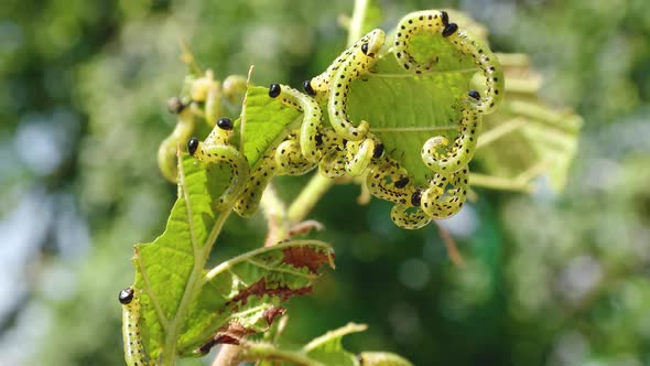 Many larvae of a butterfly crawl and eat the leaves