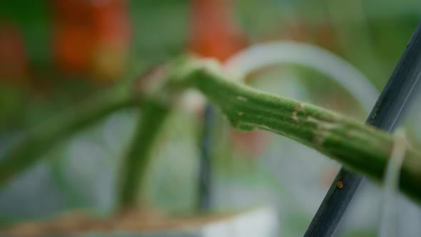 Tomato Stem Plant Growing Process at Plantation Closeup