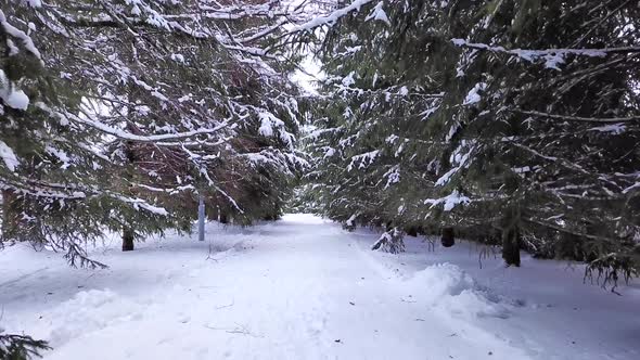 Winter walk in the forest