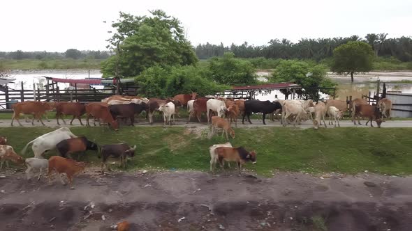 Cows walk in row in rural area