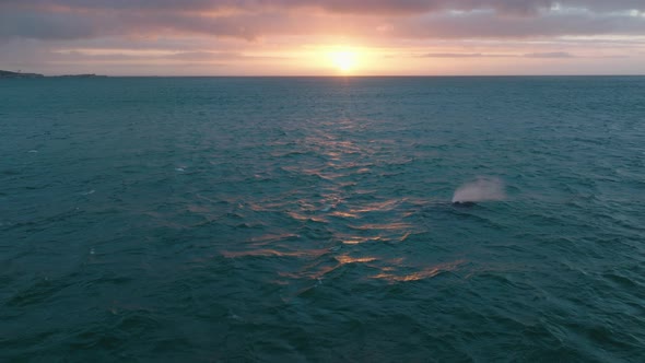 Surfacing and Blowing Whale Against Colourful Sunset Sky