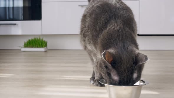 The Owner of the Pet Pours Dry Food Into a Cup for a Gray Cat