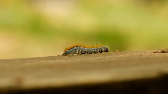 Extreme macro close up and extreme slow motion of a Western Tent Caterpillar moth walking on a wood