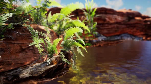 Tropical Golden Pond with Rocks and Green Plants