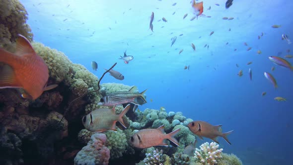 Tropical Fish Coral Reef