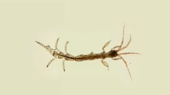 Sea Goats Under a Microscope, a Family Caprellidae, of Crustaceans From the Order Caprellida