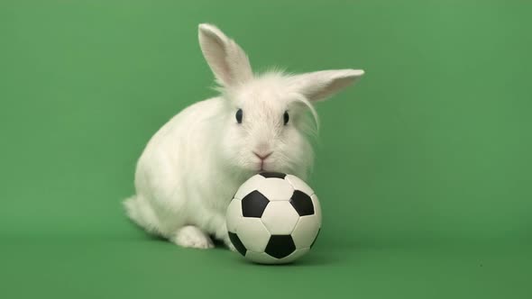 White Rabbit and Soccer Ball on Green Background