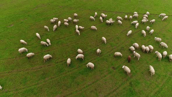 Cattle Sheep