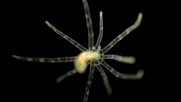 Sea Hydra Under the Microscope, a Genus of a Marine Inactive Intestinal Cavity, a Biologically