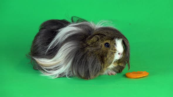 Fluffy Sheltie Guinea Pig Eating a Carrot on a Green Background Screen in Studio. Close Up