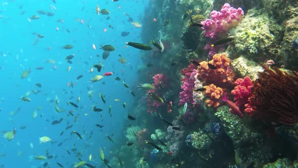 Underwater View Of Colorful Coral Garden With Tropical Fish In Kri Island, Raja Ampat 