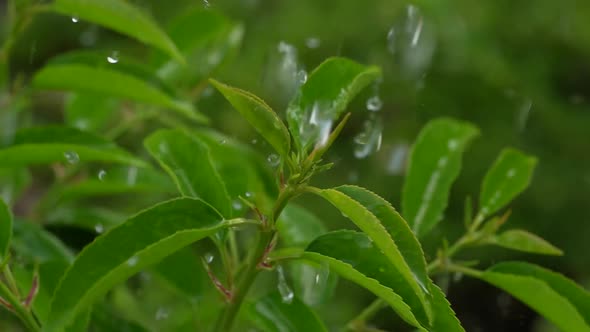 Green Plants in the Rain 17