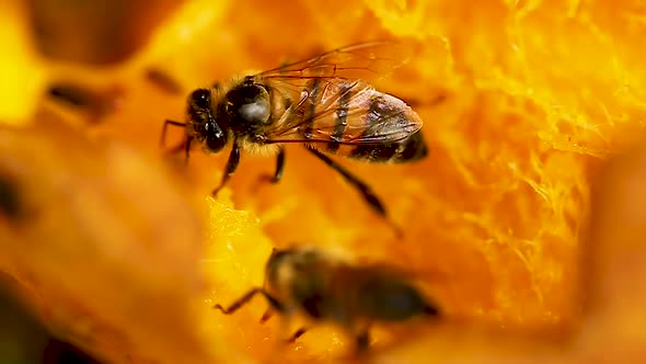 Bee keeping food, processing into honey, from the mango, in tropical forest.