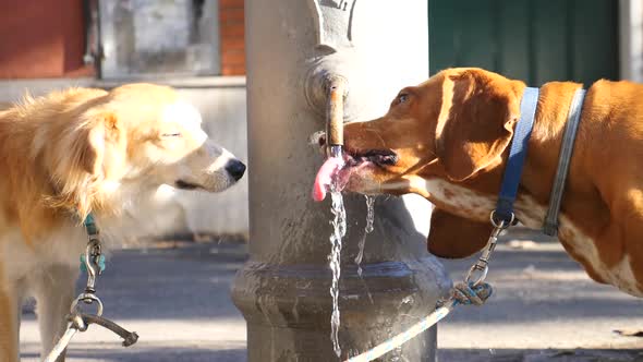 Closeup Of Dogs Drinking Water From The Fountain Walking In Rome