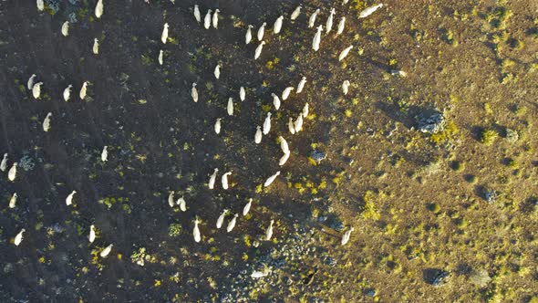 Group of Lamb and Sheeps Bird Eye View with Drone Moves