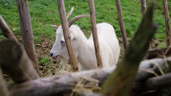 White goat chewing on green farm field