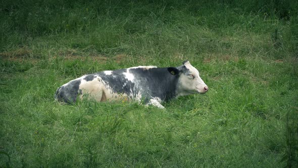 Cow Lying Down Chewing The Cud In Field