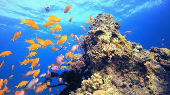 Reef Coral Garden