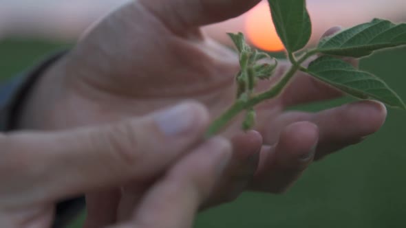 Young Farmer Walking in a Soybean Field and Examining Crop.