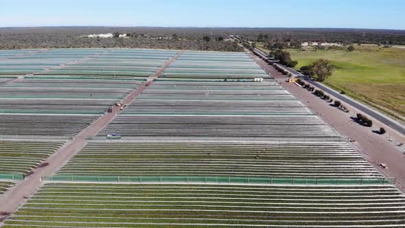 Aerial View of a Strawberry Farm in Australia