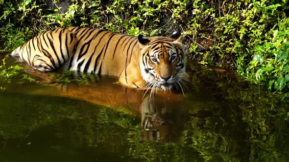 slow-motion of bengal tiger playing water in pond