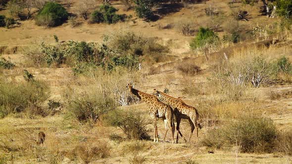 Giraffe in Kruger National park, South Africa