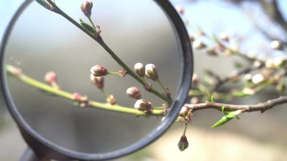 Flowers Cherry Flowering