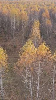 Vertical Video of Forest Landscape in Autumn Slow Motion