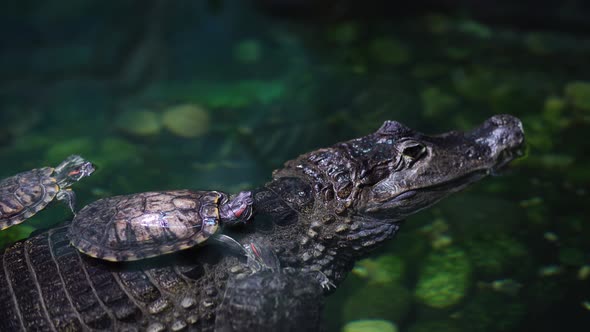 Close Up of Crocodile with Small Turtles in Water